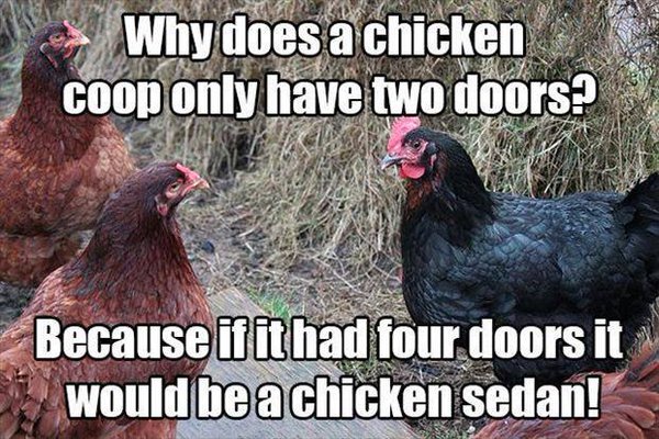 Why Does A Chicken Coop Only Have Two Doors - Funny pictures